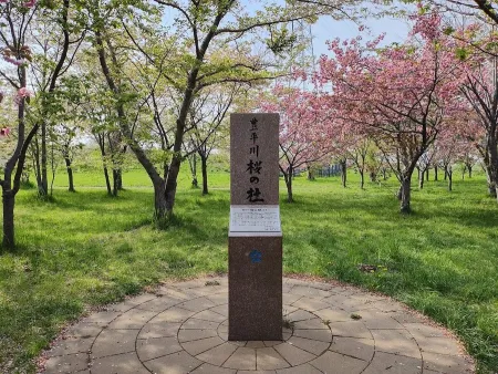 Toyohiragawa Sakura no Mori