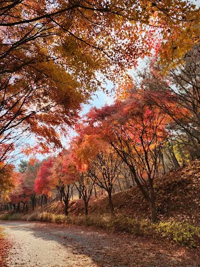 독립기념관 단풍나무숲길