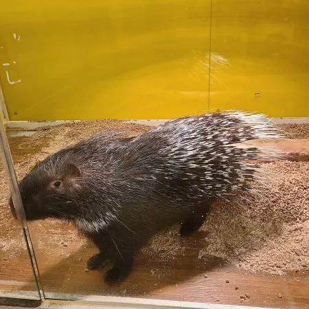 侏羅紀動物園 青羅店