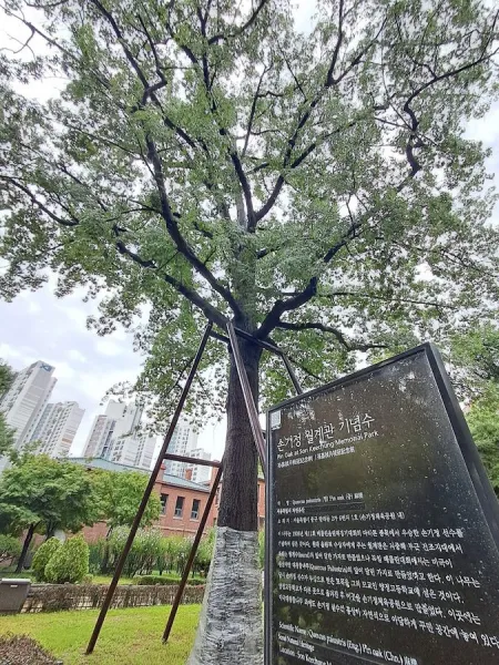 Pin Oak at Son Keechung Park