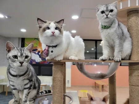 Nangman Goyangi Cat Cafe