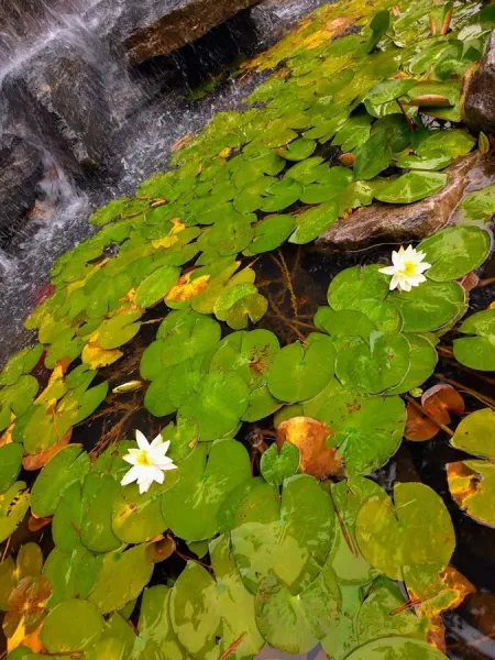 Chorok Park