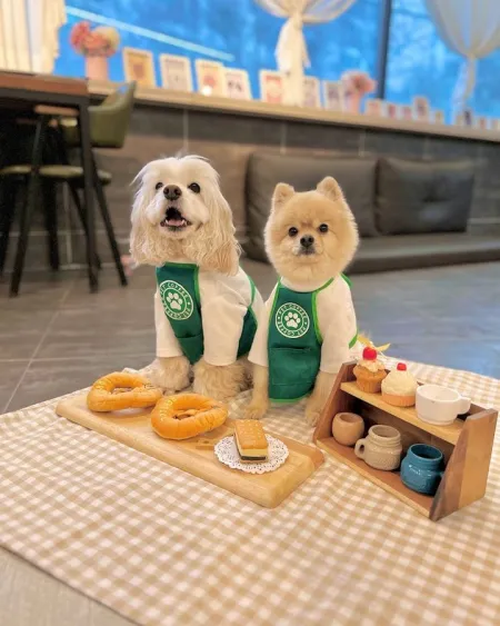Cafe Meongs