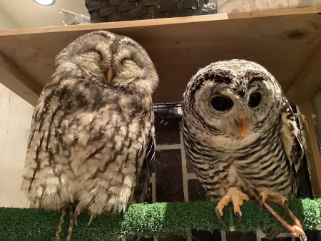 Owl Cafe Ginza