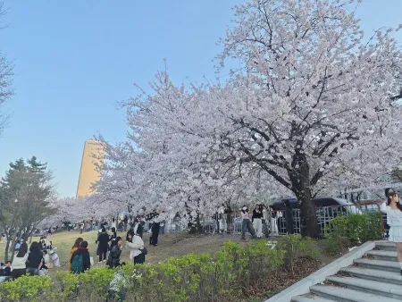 Yunjungno Cherry Blossom Festival
